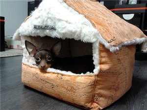 אילו תכונות יש לבתי כלבים? יתרונות של בתי כלבים