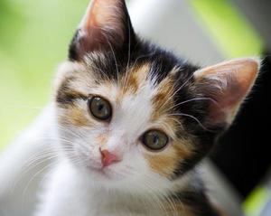 כינויים לחתולות: מגניב ויפה