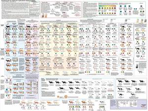 שמות לחתול שמות לחתולים