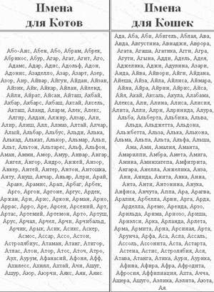 שמות לחתולים כינויים לחתולים