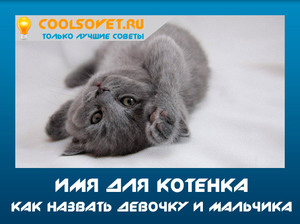 שם לחתלתול איך לבחור שם לחתלתול