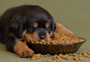 חוות דעת וטרינרים: איזה מזון לכלבים הוא הטוב ביותר?