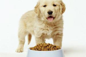 דירוגי מזון לכלבים