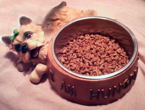 מזונות הכלבים הטובים ביותר לפי וטרינרים