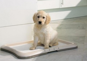 ללמד גור כלבים להשתמש במשטח שירותים איך לאלף כלב להשתמש במשטח שירותים