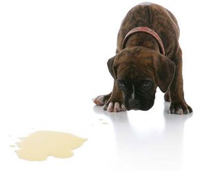 איך לאלף כלב להשתמש במשטח דרכים לאלף כלב להשתמש במשטח