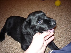 איך למנוע מגור לנשוך דרך משחק גמילה של גור מנשיכות