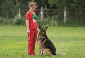 רשימת פקודות בסיסיות לאילוף וכיצד ללמד אותן לכלב שלכם