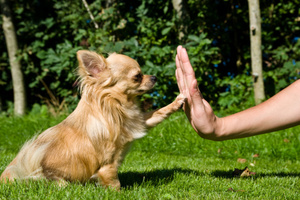 פקודות שונות לכלבים אילוף כלבים