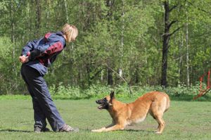 פקודות שונות לכלבים