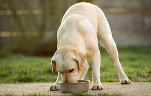 מה ואיך להאכיל לברדור בבית