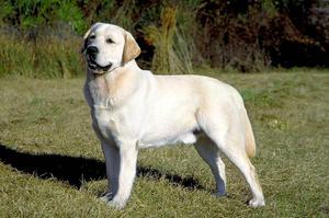 אוכל ללברדורים אוכל ללברדור