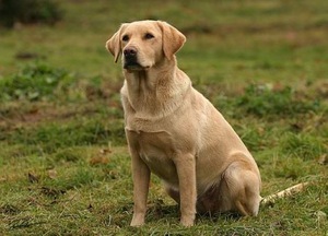 גיל של לברדור מזון לכלבים לברדור רטריבר