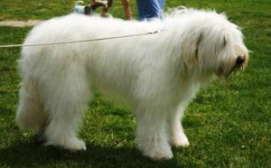 רועה רוסי: טיפול ותמונות של רועים דרום רוסיים