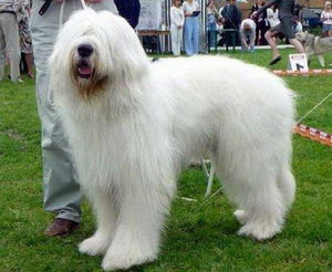 איך צריך להיראות כלב רועים דרום רוסי?