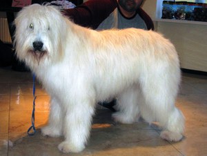 רועה רוסי דרום מוצג בתמונה.