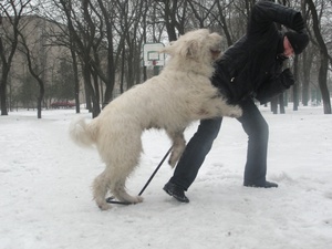 רועה ובעלים - באימון.