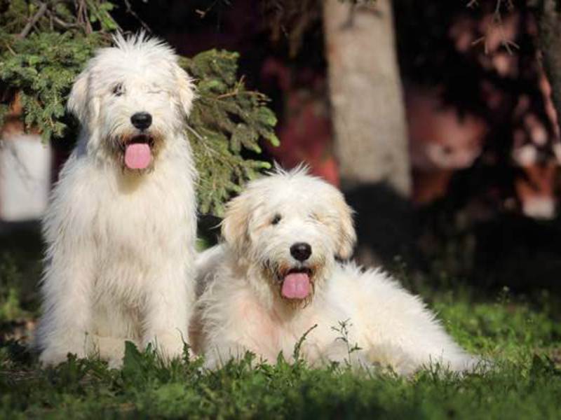 גורי רועים רוסי דרום הם חמודים וחכמים מאוד.