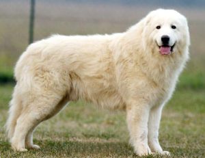 כלב רועים מארמה: תיאור ותמונות של גזע מארמה