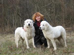 הרועה האברוזי הוא חיה צייתנית מאוד.