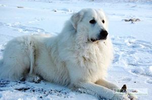 תמונה של כלב רועים מארמה בשלג בתמונה זו מוצג כלב רועים מארמה בחורף.