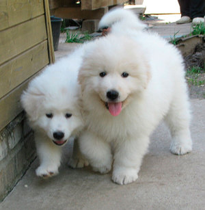 גורי רועים מארמה כיצד לבחור את גורי המרמה-ארבוטוס הנכונים?