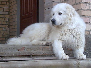 כלב רועים מרמנו-אברוזי על מדרגות בית כלב שירות - כלב רועים מארמה