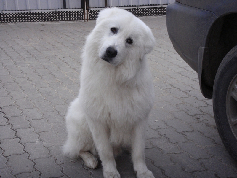 מרמה בחצר של בית פרטי מרמה היא כלבת שמירה בחצר.
