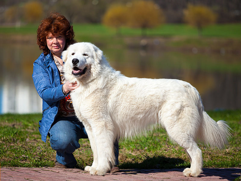 רועה אברוזזי על שפת האגם הרועה האברוזי נראה יפה מאוד.