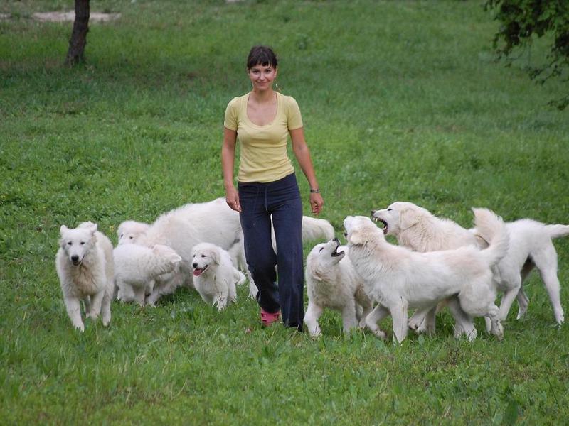 כלב רועים מארמה: אילוף וטיולים בכלבייה איך לאלף רועים בצורה נכונה