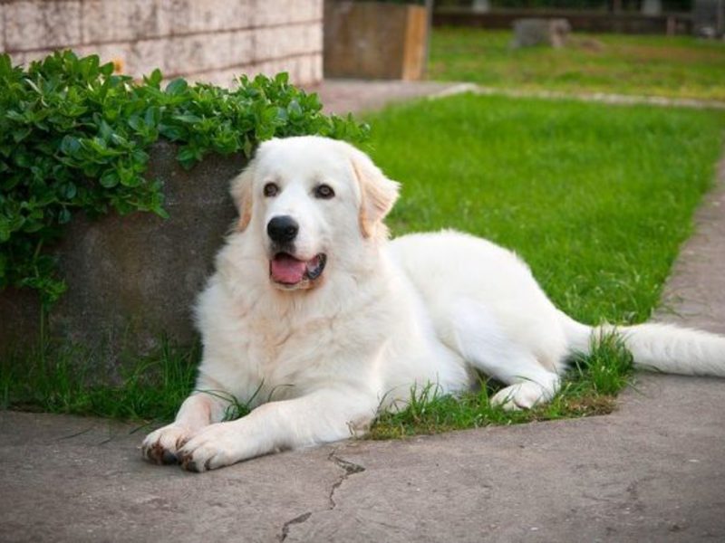 כלב רועים מארמה הוא גזע של כלבי שמירה. גזעי כלבי שמירה שונים: כלב רועים מארמה