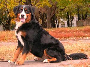 כלב הרים ברנר מאפייני גזע כלב הרים ברנרי - חיצוני.