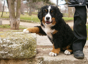 יש לאלף גור רועים מגיל צעיר מאוד.