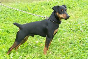 גזע כלבים ג'אגדטרייר