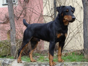 תמונה של ג'אגדטרייר - כלב שירות בעמידה