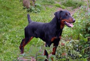 יאגטרייר גרמני הוא גזע כלב ציד.