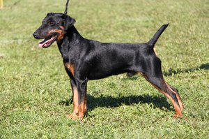 אילוף ג'אגדטרייר - ציות ומיומנויות ציד.