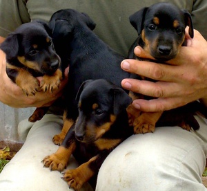 גורי ג'אגדטרייר הם חמודים מאוד.