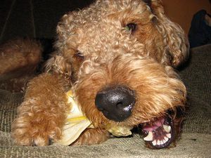 צילום: לדר טרייר - כלב חייכן