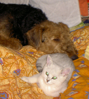 איירדייל טרייר וחתול מסתדרים מצוין יחד.