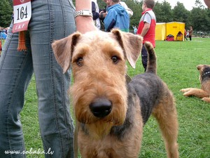 כלבי איירדייל טרייר מוצגים במיטבם בתערוכות.