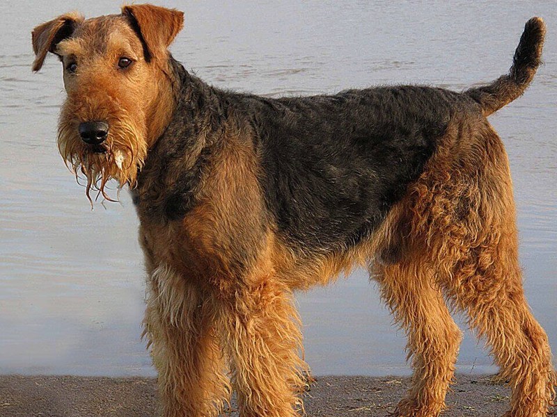 איירדייל טרייר - מהם הסטנדרטים המקובלים לגזע?