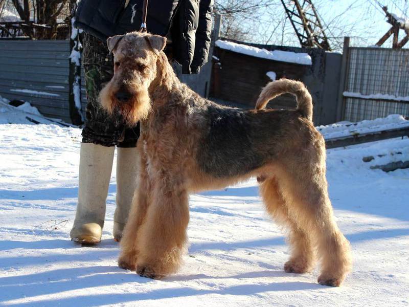 זכר האיירדייל טרייר הוא בן לוויה שובב לילדים ולמבוגרים.