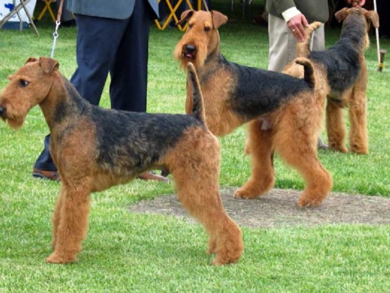 ארדליס הם חברים פעילים ונאמנים מאוד.