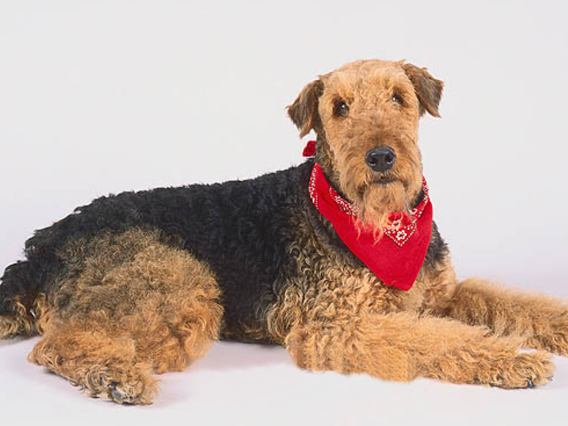 איירדייל טרייר הוא כלב נאמן וצייתן מאוד, אך גם דורש גישה מיוחדת.