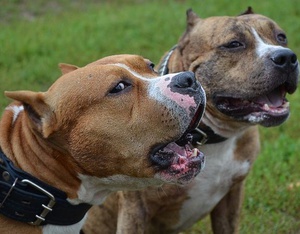 סטאפורדשייר טרייר יכול להיות החבר הכי טוב שלך.