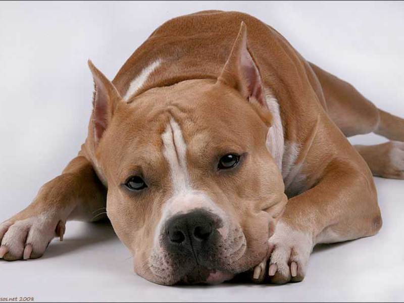 לסטאפורדשייר טרייר יש אופי צייתן והוא מסתדר היטב עם ילדים.