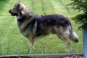 סוגי גזעי רועים רועה וסוגיו