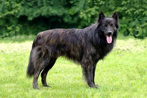 סוגי כלבי רועים: שמות גזעים, תיאורים, תכונות ויתרונות