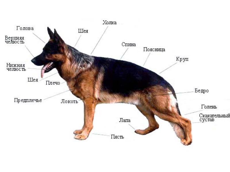 רועים גרמניים אילו סוגי רועים קיימים?